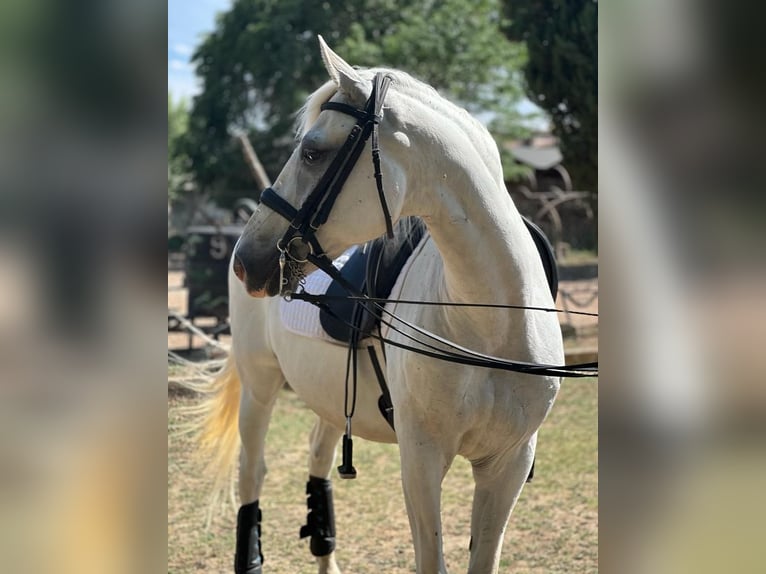Lusitano Ruin 15 Jaar 159 cm Schimmel in Grajera