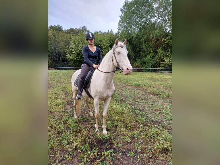 Lusitano Ruin 15 Jaar 160 cm Cremello in Amarante