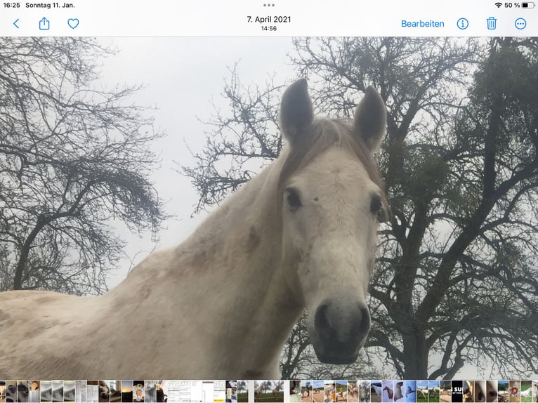 Lusitano Ruin 15 Jaar 160 cm Schimmel in Longen