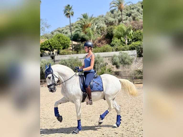 Lusitano Ruin 15 Jaar 164 cm Wit in Malaga