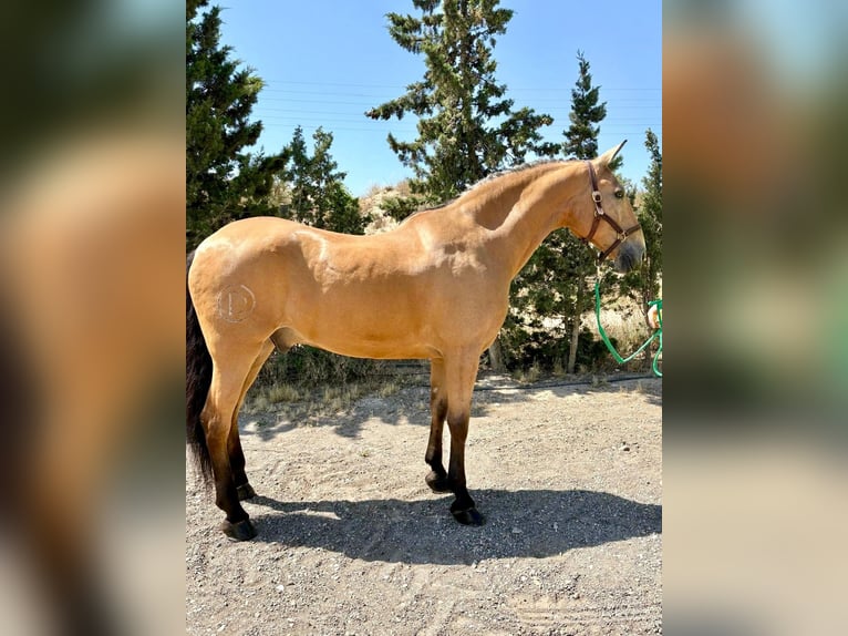 Lusitano Ruin 15 Jaar 165 cm Falbe in Zaragoza