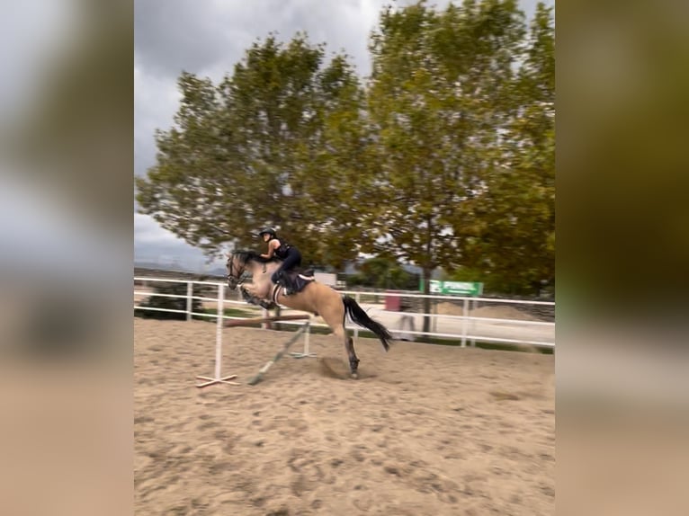 Lusitano Mix Ruin 15 Jaar 166 cm Roodbruin in Madrid