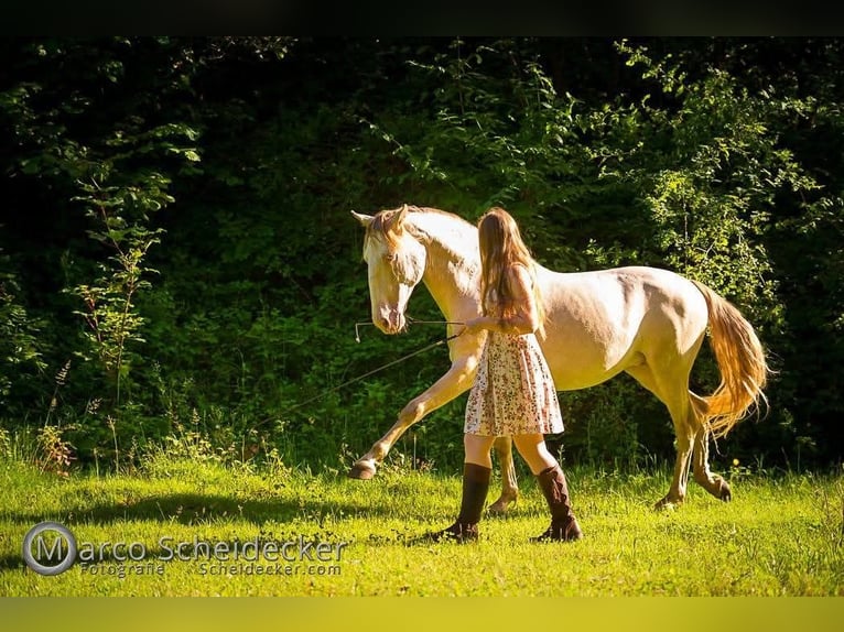 Lusitano Mix Ruin 16 Jaar 147 cm Cremello in Mogersdorf