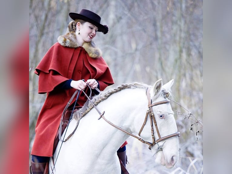 Lusitano Mix Ruin 16 Jaar 147 cm Cremello in Mogersdorf