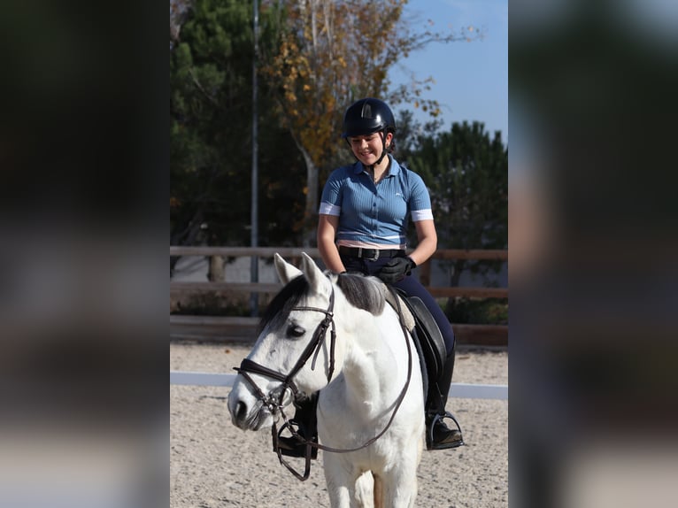 Lusitano Ruin 16 Jaar 157 cm Schimmel in Pozuelo De Alarcon