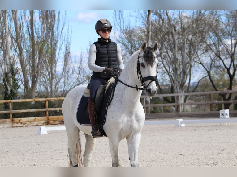 Lusitano Ruin 16 Jaar 157 cm Schimmel in Pozuelo De Alarcon
