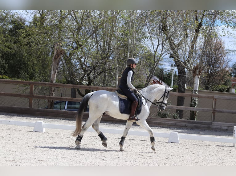 Lusitano Ruin 16 Jaar 157 cm Schimmel in Pozuelo De Alarcon