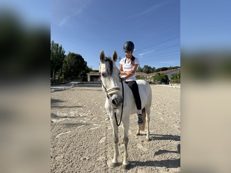 Lusitano Ruin 16 Jaar 157 cm Schimmel in Pozuelo De Alarcon