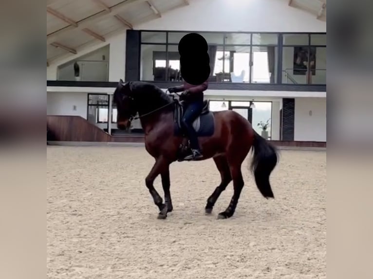 Lusitano Mix Ruin 16 Jaar 162 cm Roodbruin in Kapele