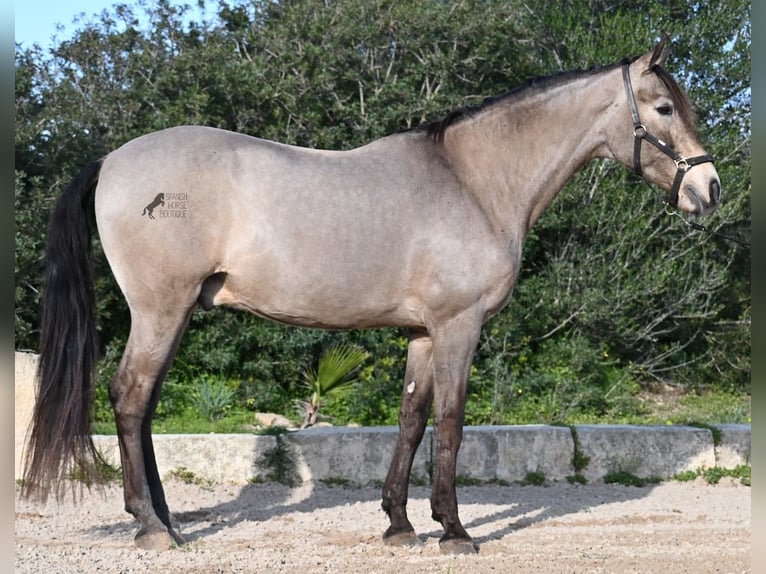 Lusitano Mix Ruin 16 Jaar 169 cm Falbe in Mallorca