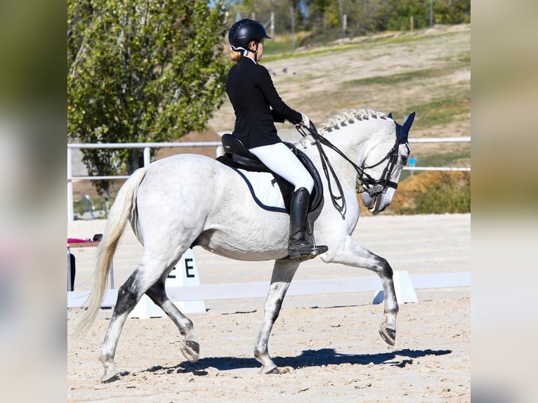 Lusitano Mix Ruin 18 Jaar 157 cm Schimmel in Valdetorres De Jarama