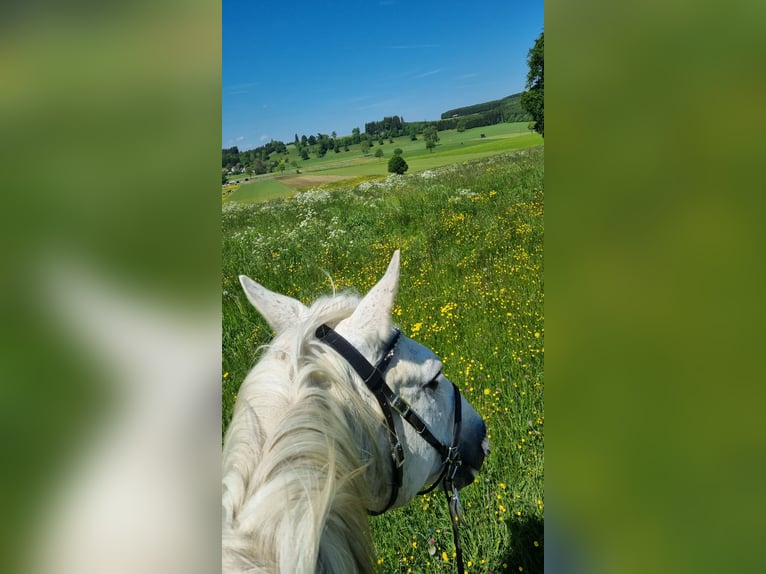 Lusitano Ruin 18 Jaar 158 cm Schimmel in Stöttwang