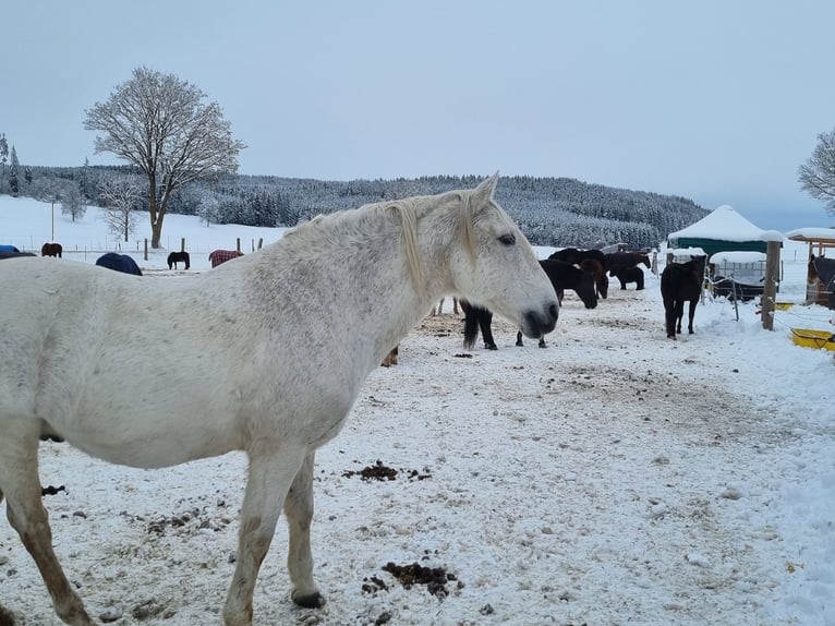 Lusitano Ruin 18 Jaar 158 cm Schimmel in Stöttwang