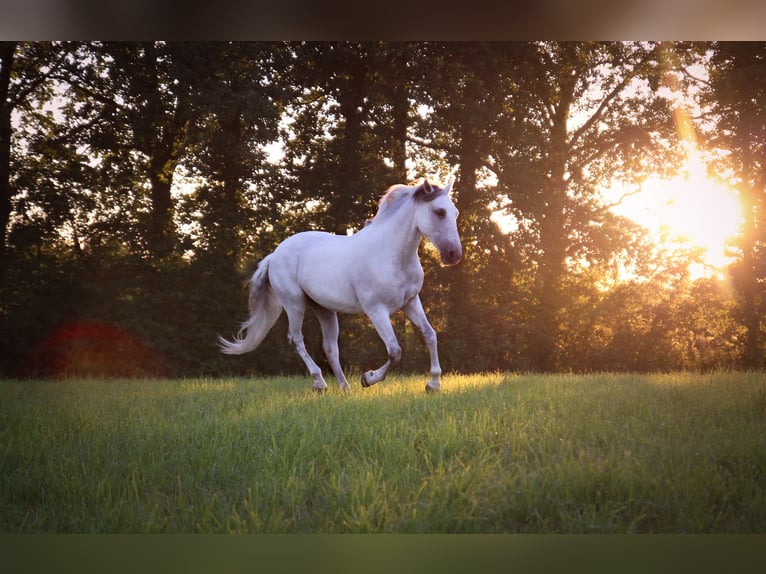 Lusitano Ruin 19 Jaar 155 cm Schimmel in Ebern