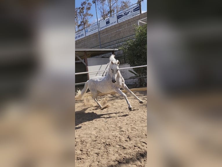 Lusitano Mix Ruin 19 Jaar 155 cm Vliegenschimmel in Buzanada