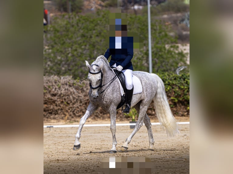 Lusitano Mix Ruin 19 Jaar 155 cm Vliegenschimmel in Buzanada