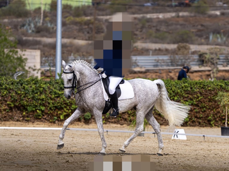 Lusitano Mix Ruin 19 Jaar 155 cm Vliegenschimmel in Buzanada