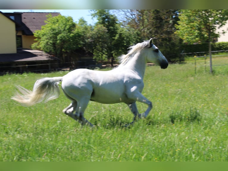 Lusitano Ruin 20 Jaar 155 cm Schimmel in Ebern