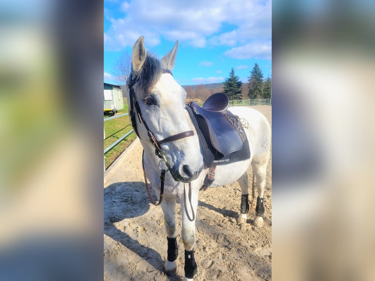 Lusitano Ruin 20 Jaar 155 cm Schimmel in Ebern