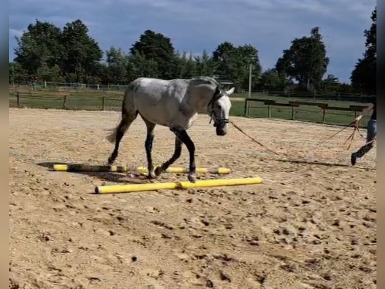 Lusitano Ruin 20 Jaar 165 cm Appelschimmel in Stemwede Lusitano Ruin 20 Jaar 165 cm Appelschimmel in Stemwede