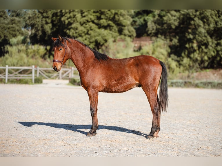 Lusitano Ruin 2 Jaar Bruin in El Jaral