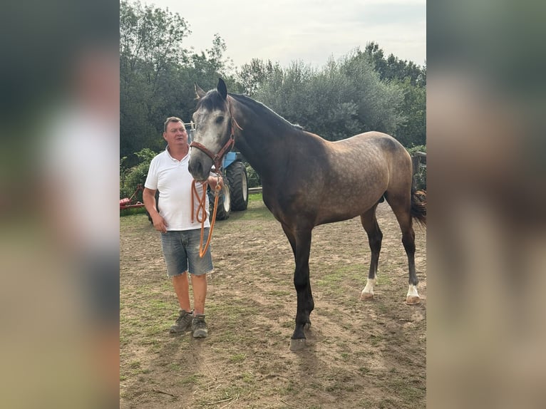 Lusitano Ruin 2 Jaar  in Paços de Ferreira