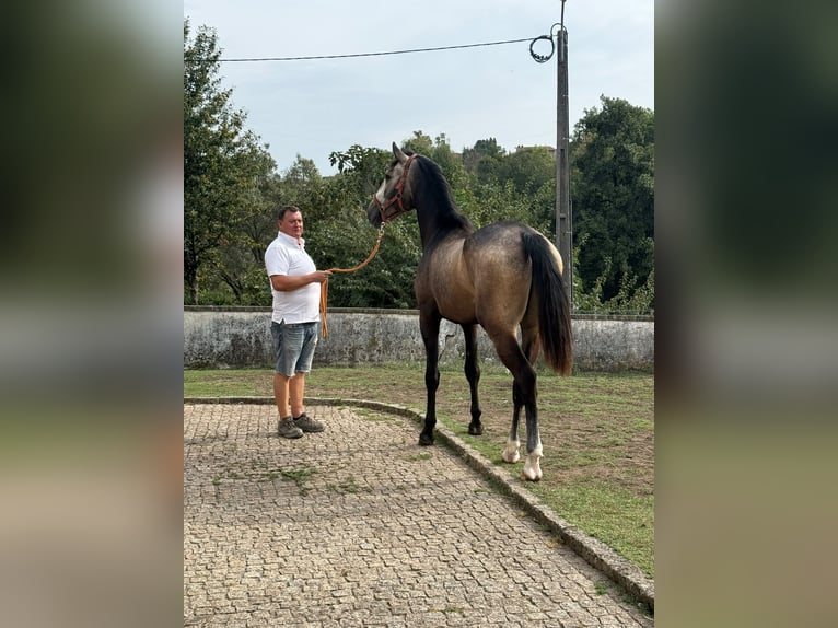 Lusitano Ruin 2 Jaar  in Paços de Ferreira