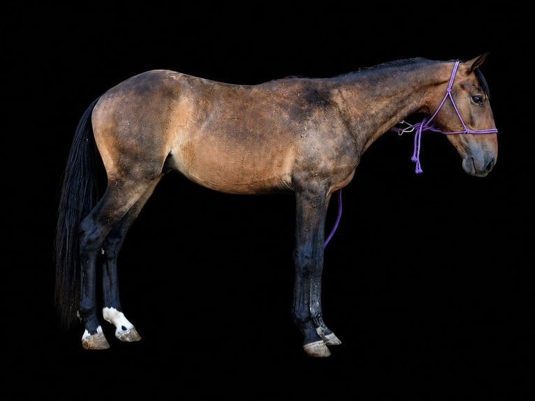 Lusitano Ruin 3 Jaar 145 cm Buckskin in Terrassa
