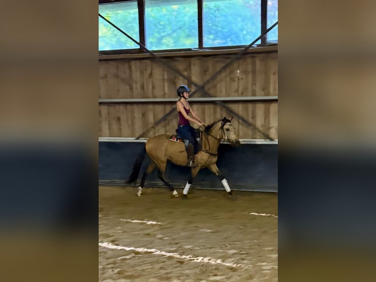 Lusitano Ruin 3 Jaar 149 cm Buckskin in Schwifting