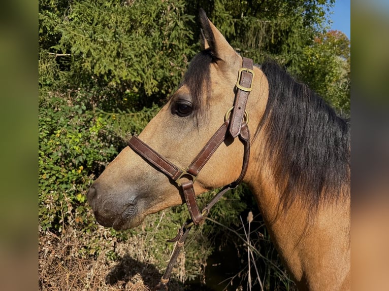 Lusitano Ruin 3 Jaar 149 cm Lichtbruin in Schwifting