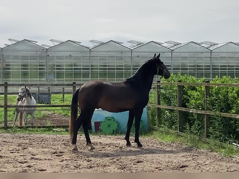 Lusitano Ruin 3 Jaar 154 cm Schimmel in Maasbree