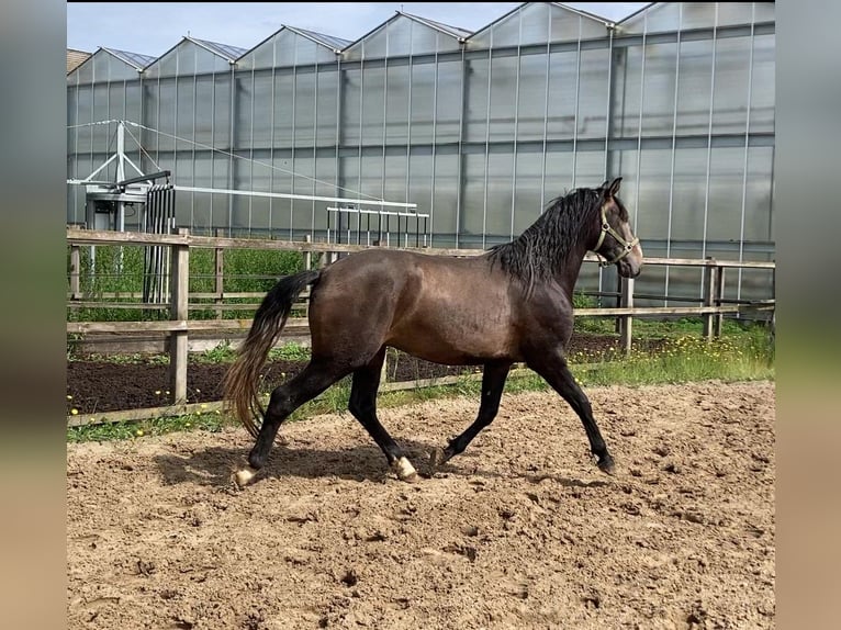 Lusitano Ruin 3 Jaar 154 cm Schimmel in Maasbree