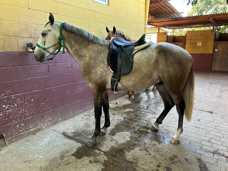Lusitano Ruin 3 Jaar 155 cm Schimmel in Sevilla