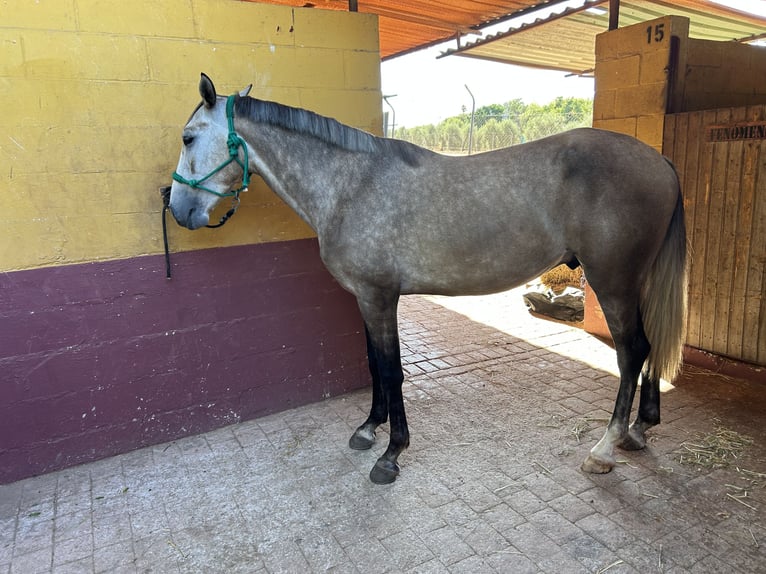 Lusitano Ruin 3 Jaar 155 cm Schimmel in Sevilla