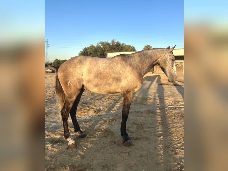 Lusitano Ruin 3 Jaar 157 cm Schimmel in Almonte