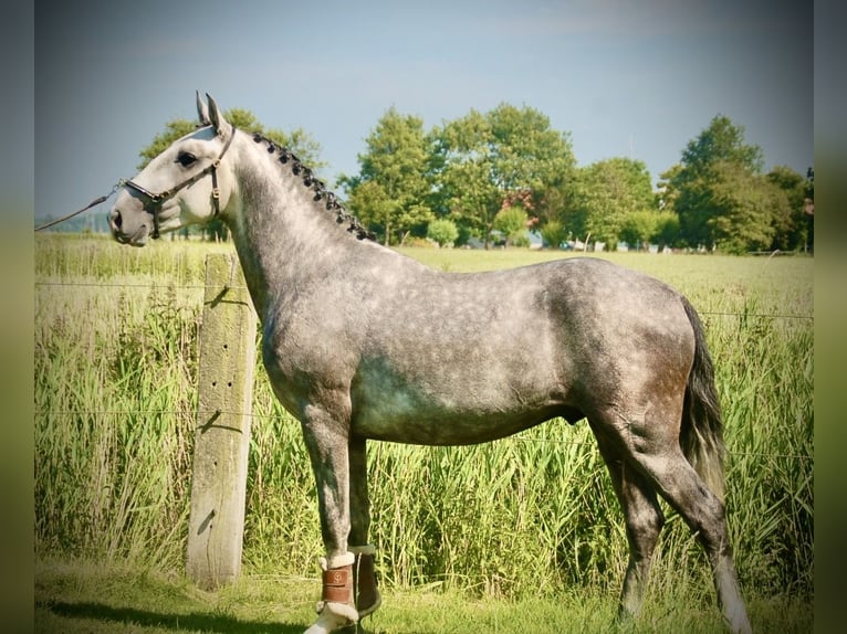 Lusitano Ruin 3 Jaar 158 cm Schimmel in Bredene