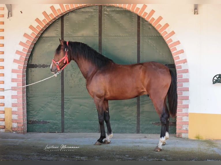 Lusitano Ruin 3 Jaar 160 cm Bruin in Rio Maior
