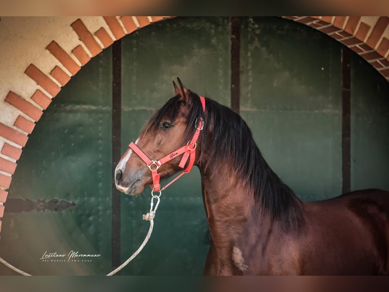 Lusitano Ruin 3 Jaar 160 cm Bruin in Rio Maior