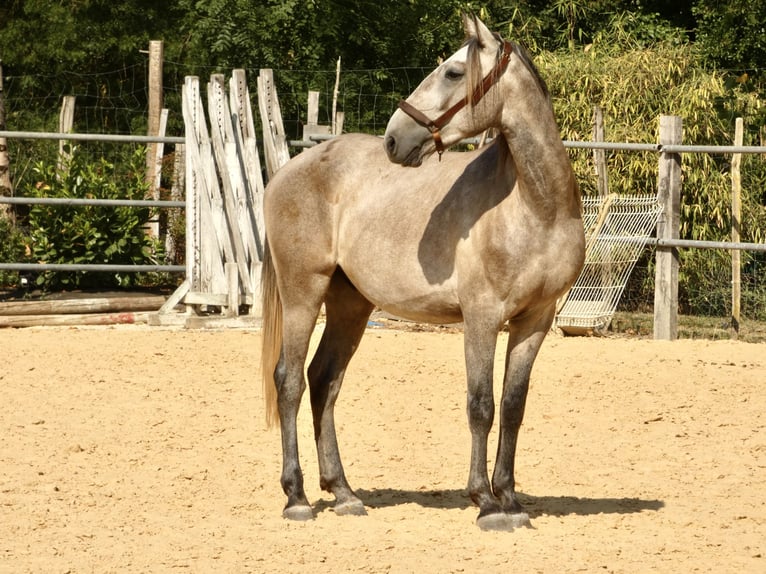 Lusitano Ruin 3 Jaar 160 cm Schimmel in Monestier