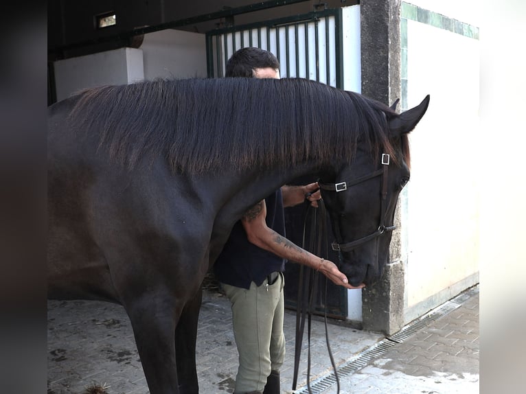 Lusitano Ruin 3 Jaar 163 cm Zwart in Ribamar
