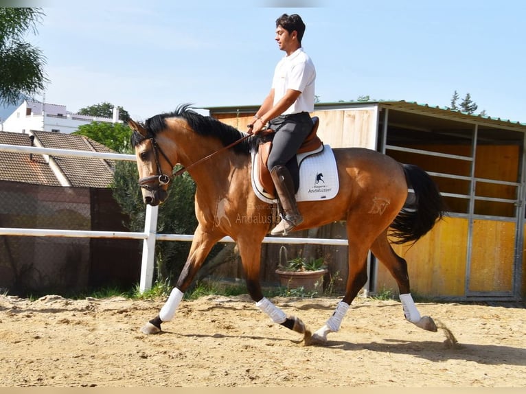 Lusitano Ruin 3 Jaar 165 cm Falbe in Provinz Malaga