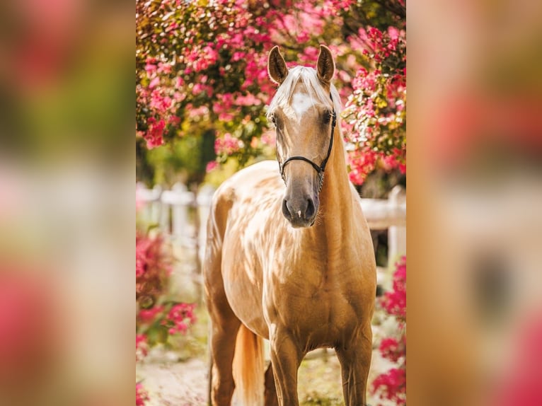 Lusitano Ruin 3 Jaar 165 cm Palomino in Chartente