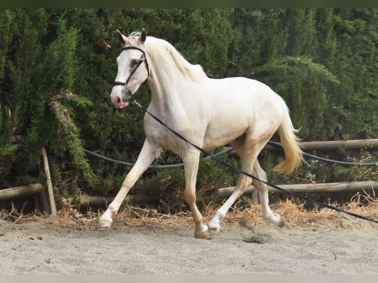 Lusitano Ruin 3 Jaar 165 cm Palomino in Provinz Malaga