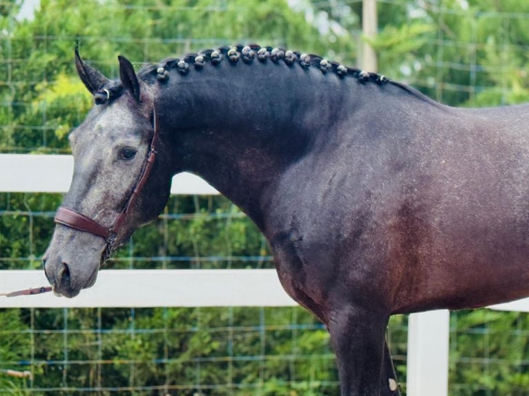 Lusitano Ruin 3 Jaar 165 cm Schimmel in Navas Del Madroño