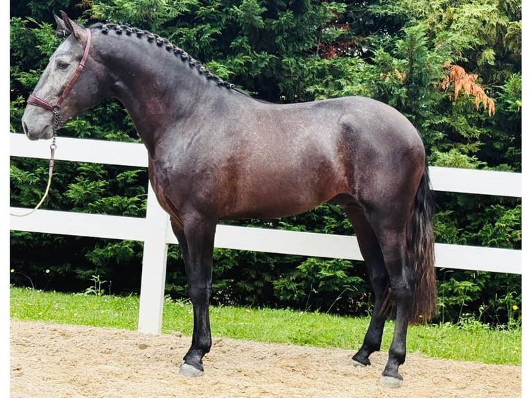 Lusitano Ruin 3 Jaar 165 cm Schimmel in Navas Del Madroño