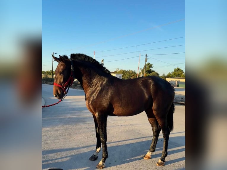 Lusitano Ruin 3 Jaar 169 cm Bruin in Marinhais