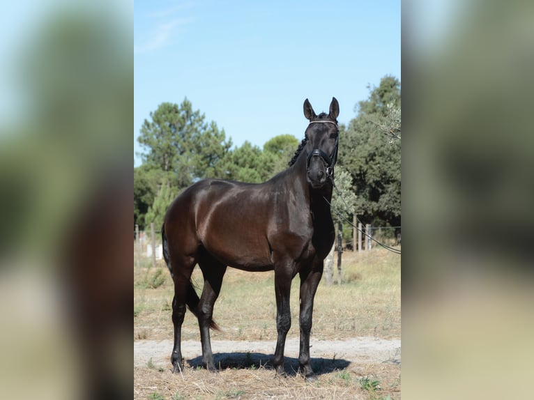 Lusitano Ruin 3 Jaar 170 cm Zwart in Gr&#xE2;ndola