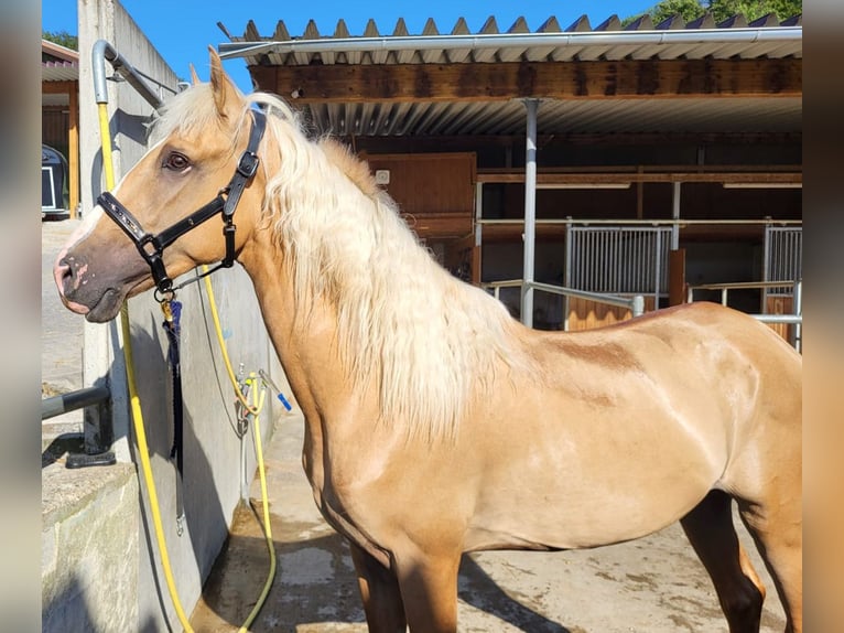 Lusitano Mix Ruin 3 Jaar in Küssaberg