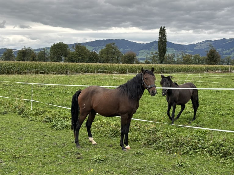 Lusitano Ruin 4 Jaar 150 cm Bruin in Benken SG