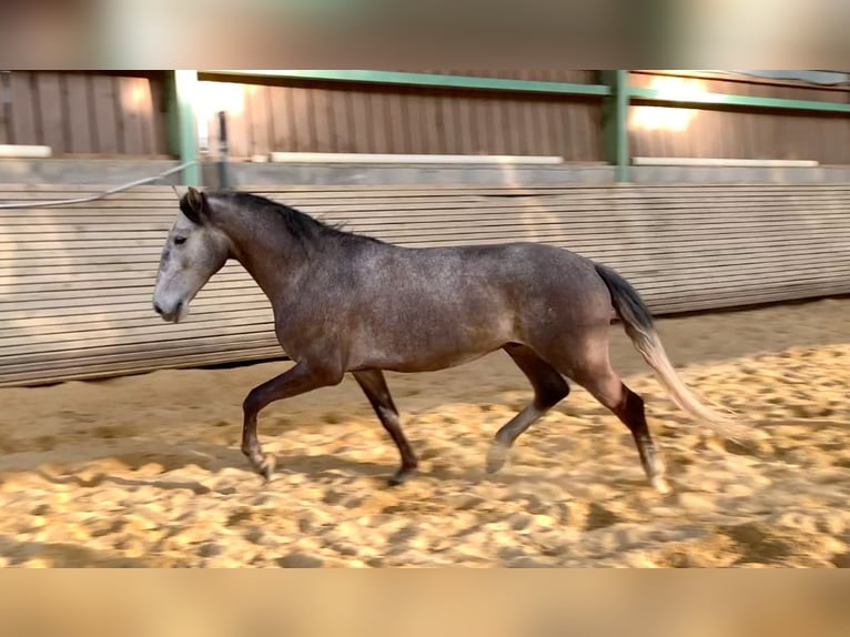 Lusitano Ruin 4 Jaar 153 cm Schimmel in Nesmy